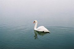 A Swan A Swan
